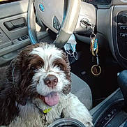 Smokey Cooper is registered to the contest to win money with this photo: brown_and_white, car_interior, car_seat, collar, dashboard, dog, door, fluffy, happy, keychain, keys, pet, seat, steering_wheel, sunlight, tongue_out, travel_mug, vehicle, window, window_reflection