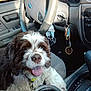 brown_and_white, car_interior, car_seat, collar, dashboard, dog, door, fluffy, happy, keychain, keys, pet, seat, steering_wheel, sunlight, tongue_out, travel_mug, vehicle, window, window_reflection