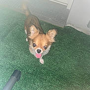 Moka participe au concours pour gagner de l'argent avec cette photo : dog, small_dog, tongue_out, ears, artificial_grass, door, outdoor, pet, animal, brown_dog, white_paws, floor, house, fur, cute, looking_up, tail, night, paw, canine