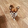 dog, chihuahua, small_dog, puppy, pet, animal, indoor, wooden_floor, fur, ears, alert, looking, standing, cute, canine, domestic_animal, brown, white, closeup, companion