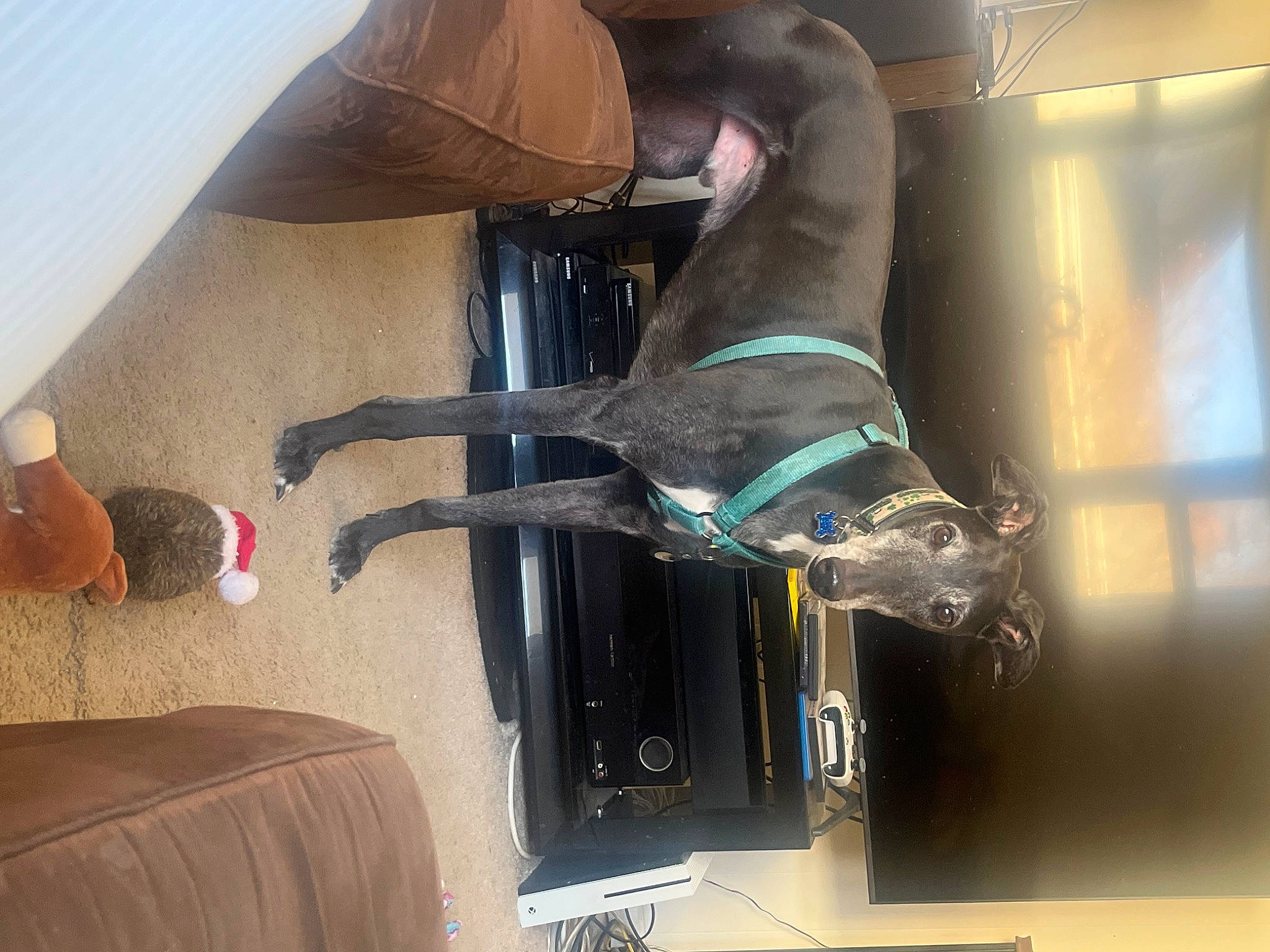 Jekyll joined the competition — help win amazing prizes! art, ceiling, comfort, fin, flooring, glass, hardwood, horse_supplies, horse_tack, linens, machine, pillow, plaster, room, sculpture, statue, throw_pillow, visual_arts, wood