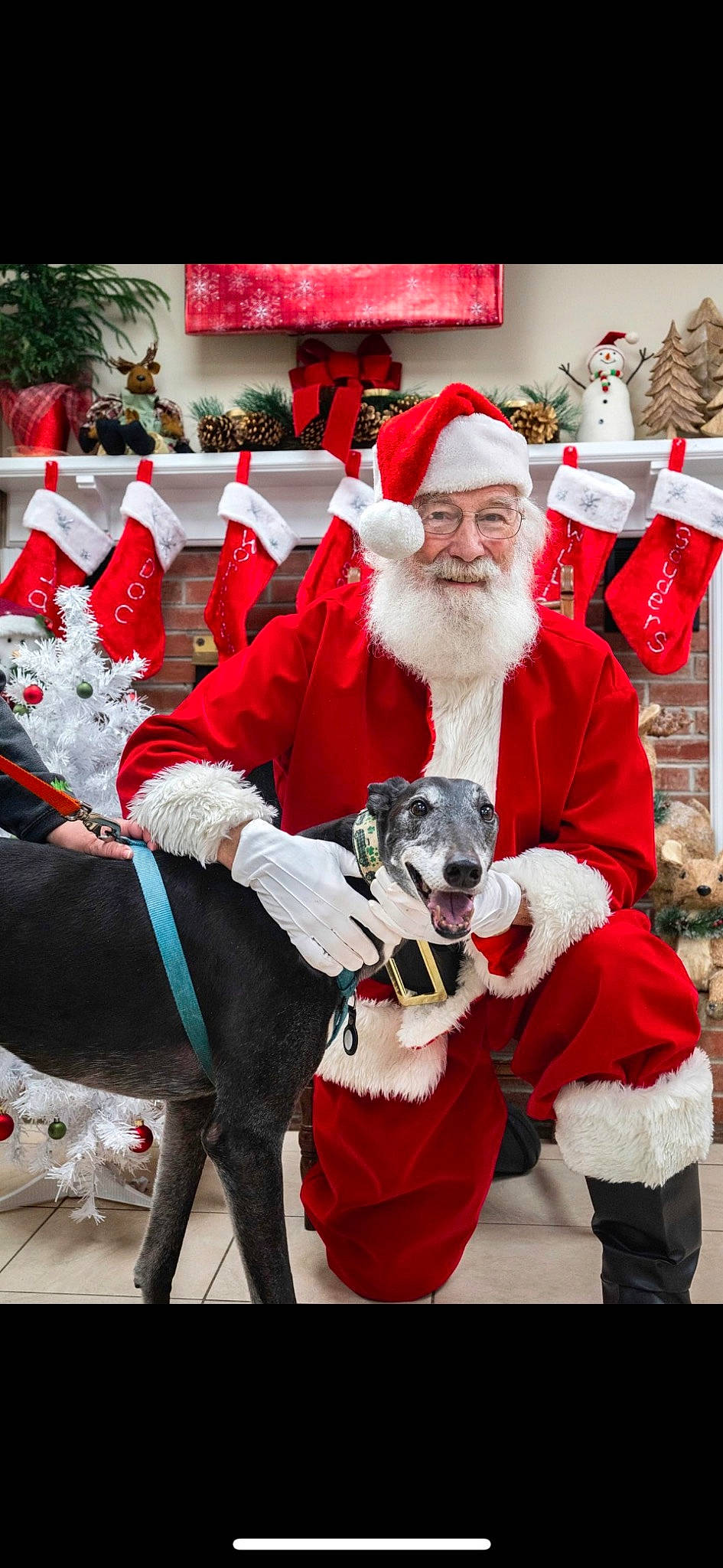 Jekyll is registered to the contest to win money with this photo: beard, christmas, christmas_decoration, christmas_eve, companion_dog, costume_hat, dog, event, fictional_character, fun, fur, glove, hat, holiday, lap, santa_claus, sleeve, smile, tradition, winter