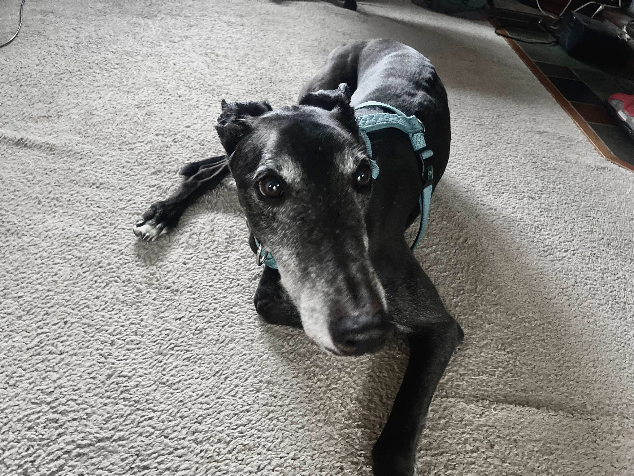 Jekyll is registered to the contest to win money with this photo: canidae, carnivore, comfort, companion_dog, dog, dog_breed, flooring, grey, guard_dog, magyar_agar, monochrome, monochrome_photography, rampur_greyhound, road_surface, sighthound, snout, sporting_group, terrestrial_animal, whiskers, working_animal