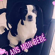 Princesse a rejoint le concours — aidez-le/la à gagner de superbes lots ! dog, black_and_white, office_chair, pet, indoor, tile_floor, heart_overlay, text_overlay, small_dog, cute, sitting, looking_at_camera, adorable, furniture, animal, domestic_animal, companionship, calm, pink_hearts, celebration