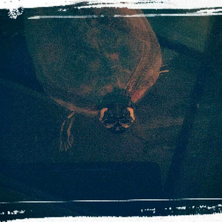 Franklin
