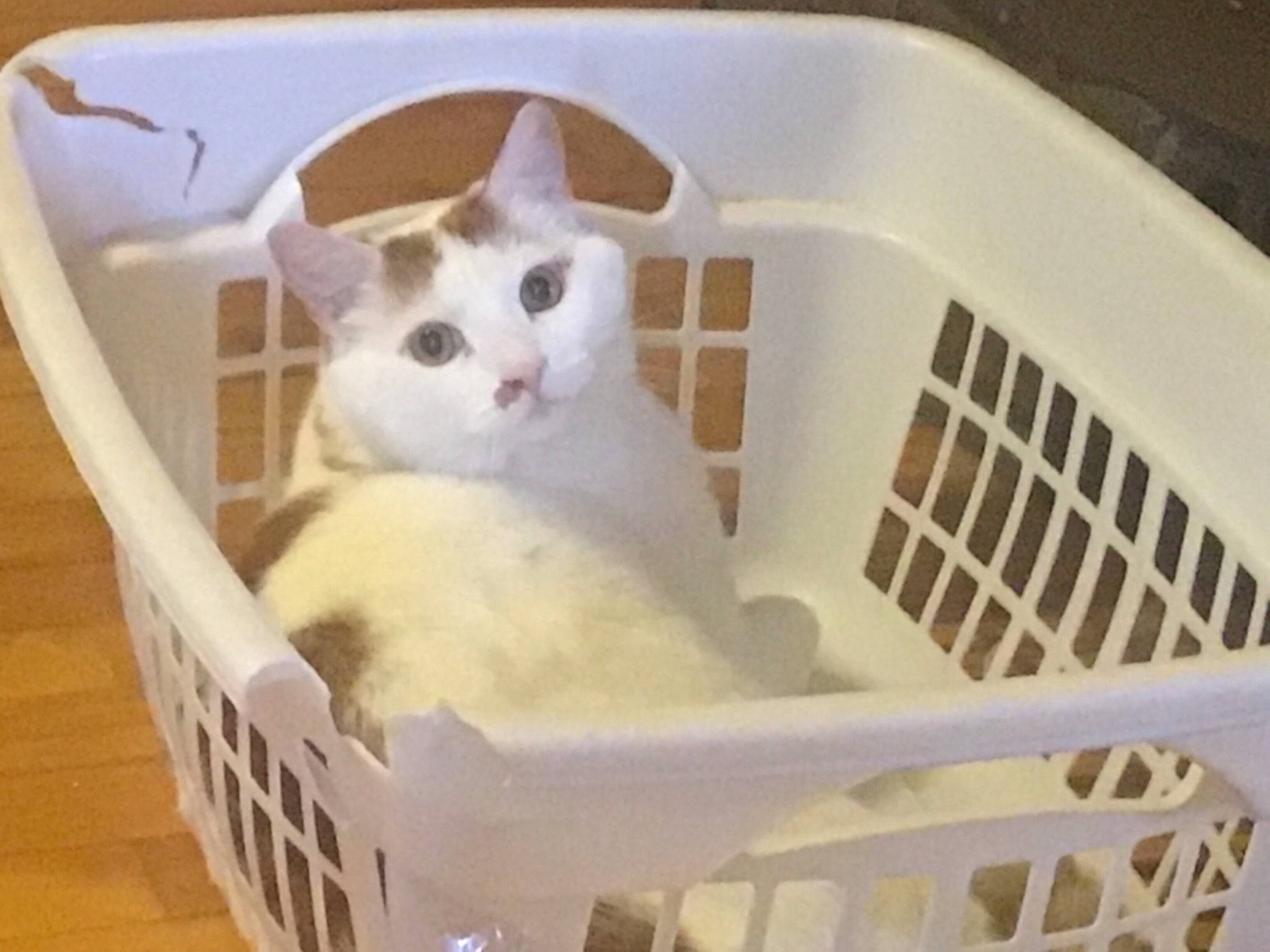 Caramel is registered to the contest to win money with this photo: animal_shelter, basket, carnivore, cat, cat_bed, cat_supply, domestic_short_haired_cat, felidae, home_accessories, khao_manee, kitten, pet_supply, product, small_to_medium_sized_cats, turkish_angora, turkish_van, whiskers