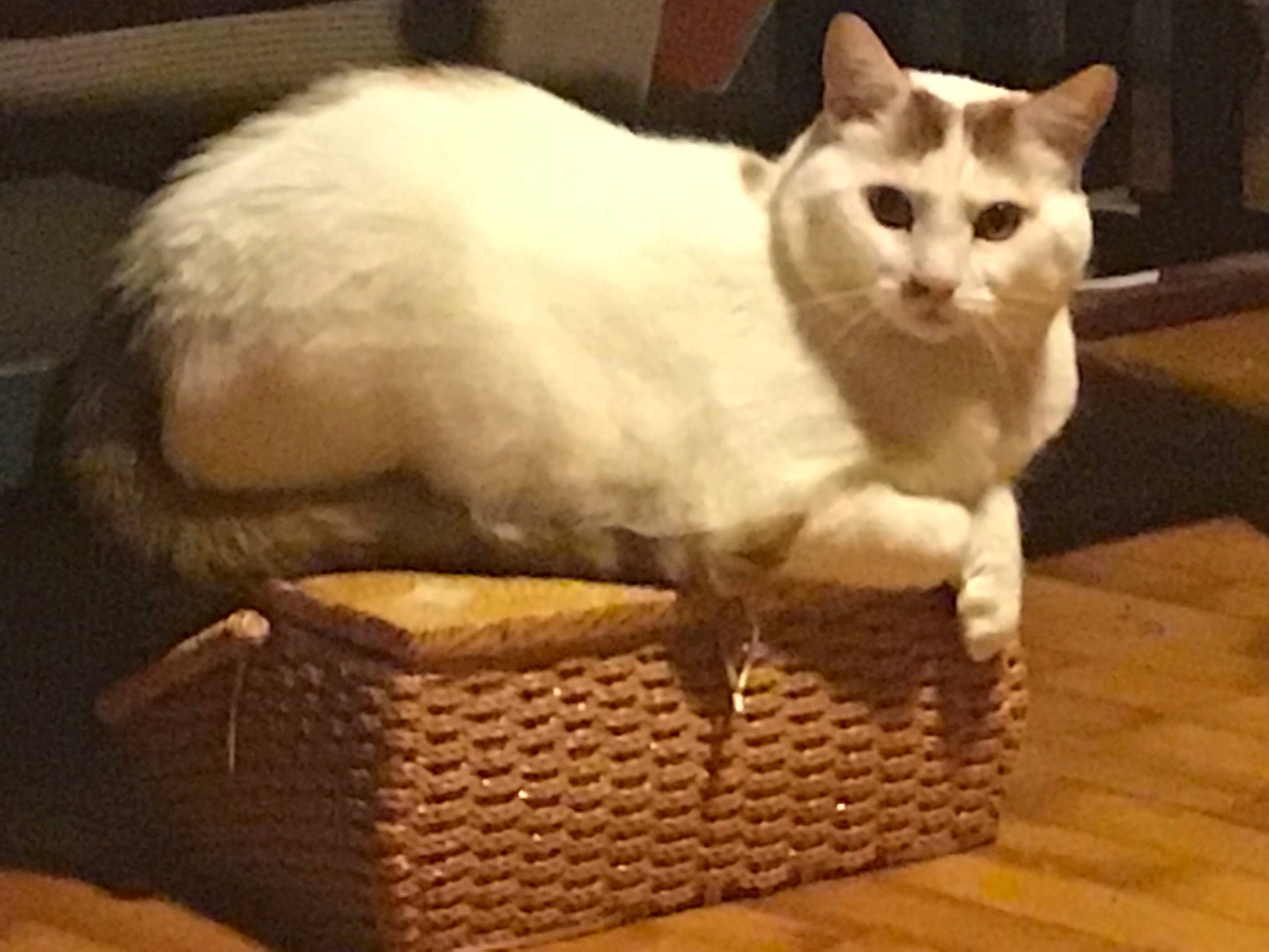 Caramel is registered to the contest to win money with this photo: asian, basket, burmilla, carnivore, cat, colorpoint_shorthair, european_shorthair, fawn, felidae, fur, khao_manee, kitten, munchkin, ragdoll, small_to_medium_sized_cats, tail, turkish_angora, turkish_van, whiskers, wicker