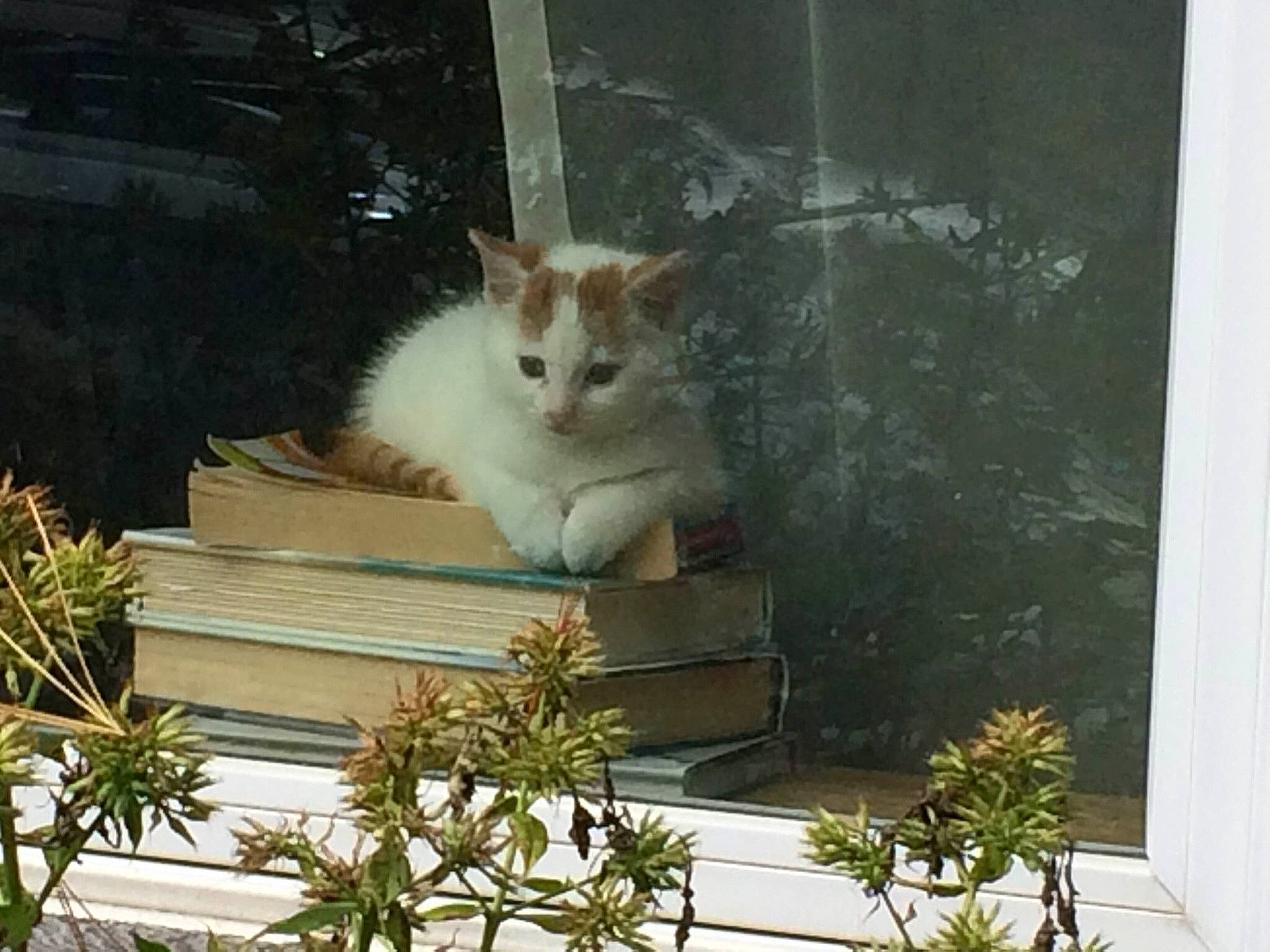 Caramel joined the competition — help win amazing prizes! aegean_cat, carnivore, cat, domestic_short_haired_cat, european_shorthair, felidae, norwegian_forest_cat, plant, small_to_medium_sized_cats, turkish_angora, turkish_van, whiskers