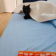 Sassy Sassafras joined the competition — help win amazing prizes! animal, bed, black_cat, blanket, blue_bed_sheet, cat, cozy, domestic, door, feline, furniture, home, indoor, orange_pill_organizer, pet, pill_box, quilt, resting, sleeping_area, wooden_floor