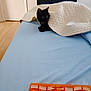 animal, bed, black_cat, blanket, blue_bed_sheet, cat, cozy, domestic, door, feline, furniture, home, indoor, orange_pill_organizer, pet, pill_box, quilt, resting, sleeping_area, wooden_floor