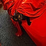 Sassy Sassafras is registered to the contest to win money with this photo: animal, black_cat, blanket, carpet, cat, cozy, curious, cute, domestic_cat, fur, furniture, hidden, indoor, living_room, pet, red_blanket, red_couch, resting, whiskers, wide_eyes