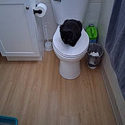 Sassy Sassafras joined the competition — help win amazing prizes! cat, black_cat, toilet, bathroom, toilet_paper, trash_can, floor, sink, cabinet, cleaning_supplies, litter_box, tile_wall, wood_floor, curious, pet, animal, indoor, household, toilet_seat, restroom