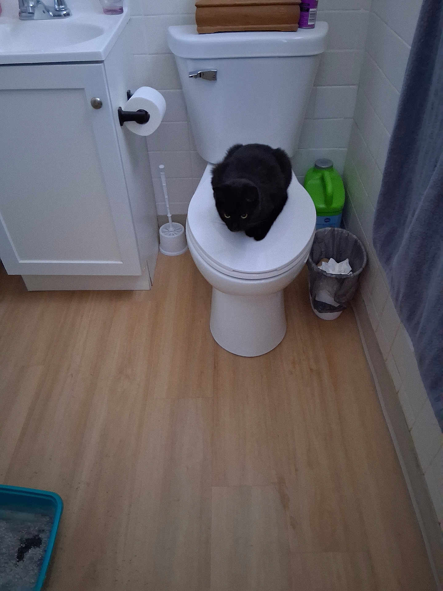 Sassy Sassafras joined the competition — help win amazing prizes! cat, black_cat, toilet, bathroom, toilet_paper, trash_can, floor, sink, cabinet, cleaning_supplies, litter_box, tile_wall, wood_floor, curious, pet, animal, indoor, household, toilet_seat, restroom