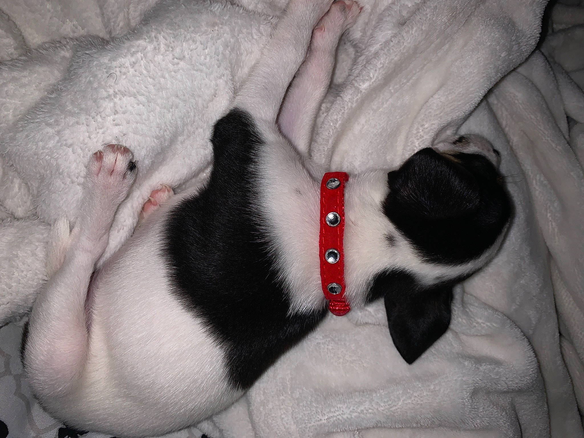 Tiny joined the competition — help win amazing prizes! canidae, carnivore, dog, dog_breed, non_sporting_group, snout