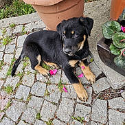 Jack joined the competition — help win amazing prizes! puppy, dog, black_dog, tan_markings, cobblestone, flower_petals, grass, plant_pot, terracotta_pot, outdoor, young_dog, pet, curious, animal, side_view, nature, garden, pavement, canine, resting