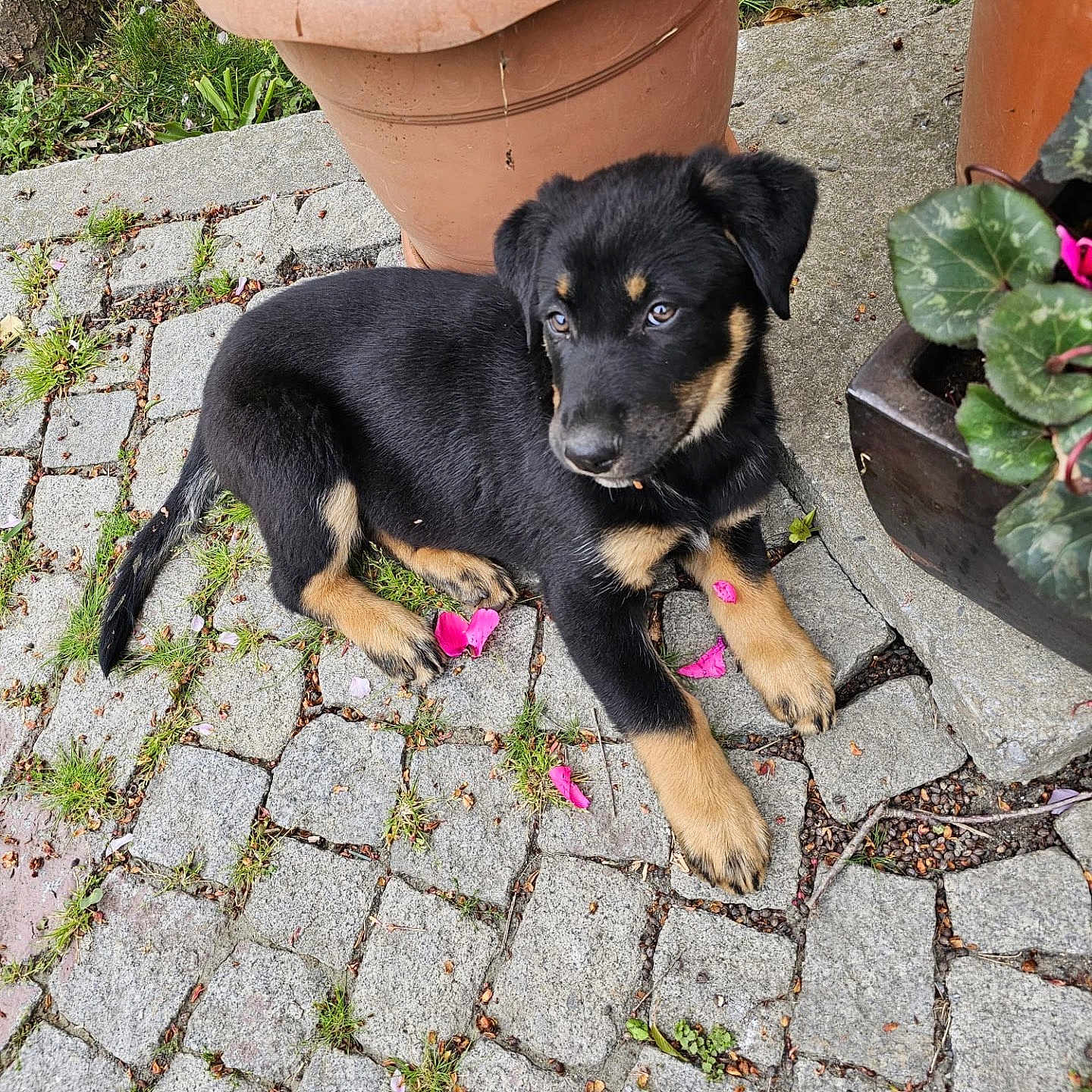 Jack joined the competition — help win amazing prizes! animal, black_dog, canine, cobblestone, curious, dog, flower_petals, garden, grass, nature, outdoor, pavement, pet, plant_pot, puppy, resting, side_view, tan_markings, terracotta_pot, young_dog
