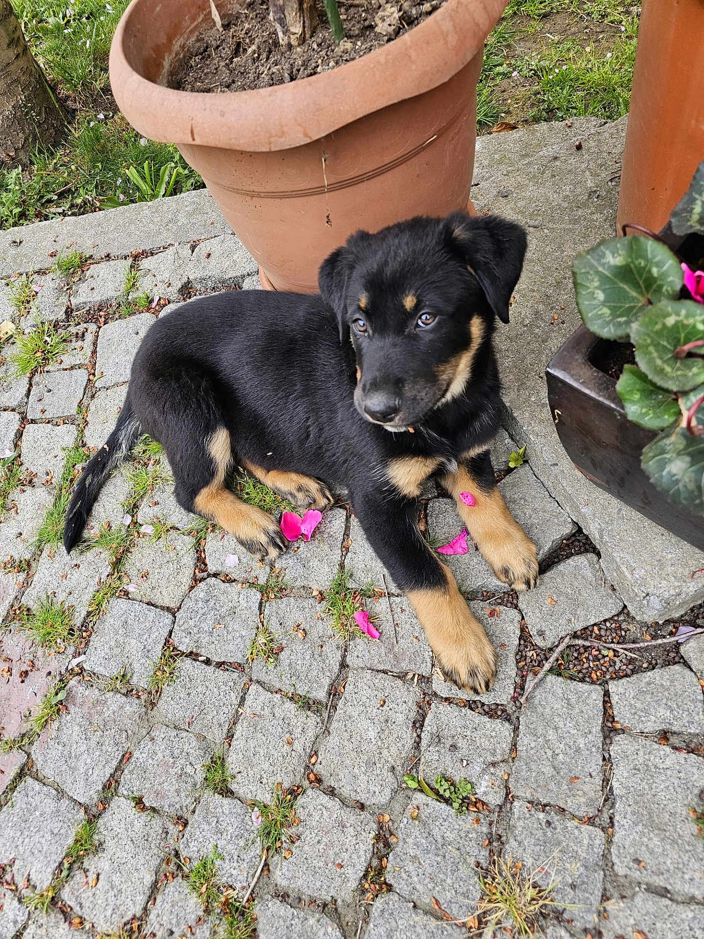 Jack joined the competition — help win amazing prizes! puppy, dog, black_dog, tan_markings, cobblestone, flower_petals, grass, plant_pot, terracotta_pot, outdoor, young_dog, pet, curious, animal, side_view, nature, garden, pavement, canine, resting