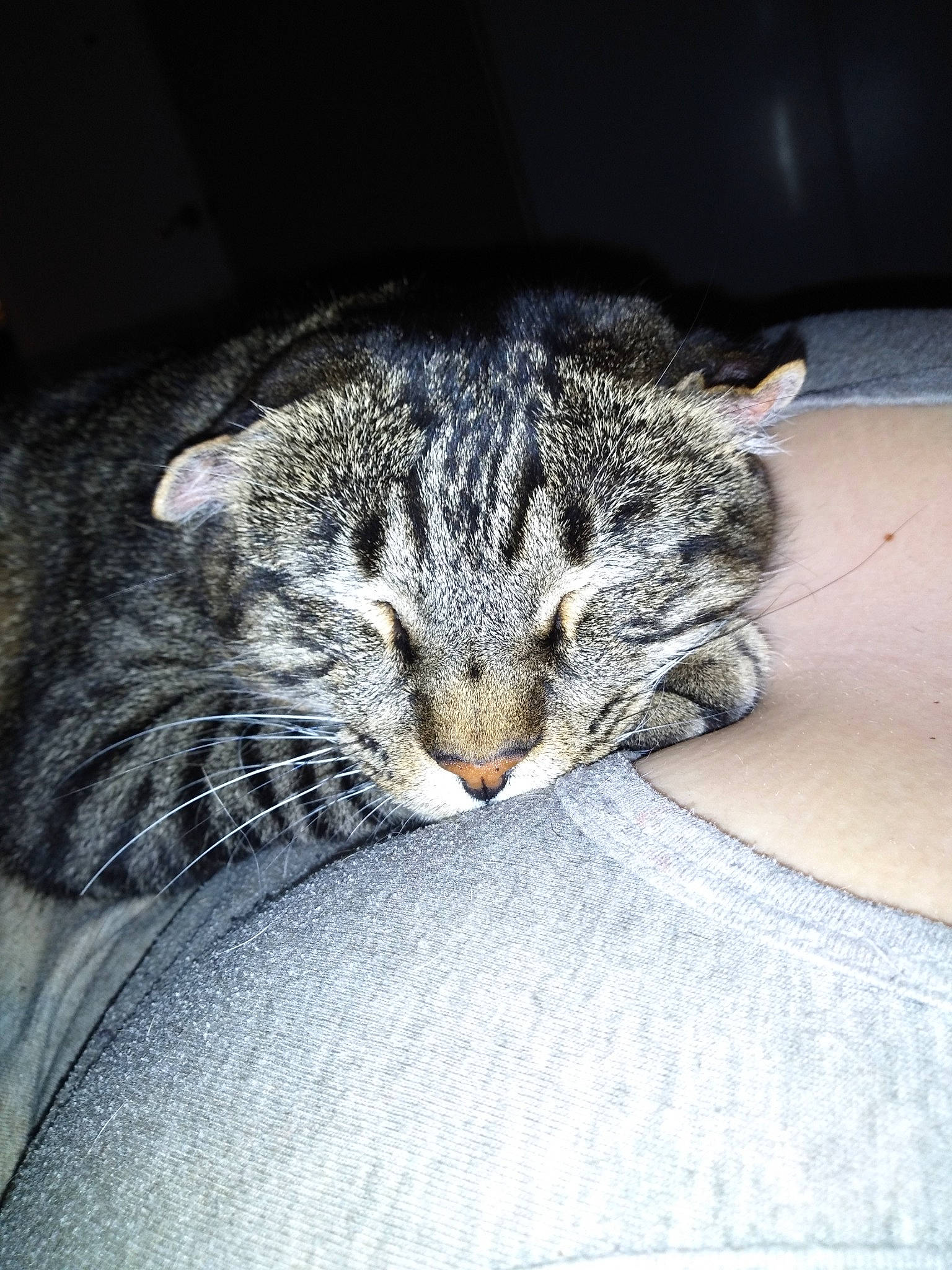 Tiger is registered to the contest to win money with this photo: carnivore, cat, claw, comfort, darkness, domestic_short_haired_cat, eye, felidae, fur, grey, leg, linens, nap, paw, sleep, small_to_medium_sized_cats, tail, terrestrial_animal, whiskers, wildlife