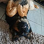 Shelby a rejoint le concours — aidez-le/la à gagner de superbes lots ! dog, german_shepherd, pet, lying_down, upside_down, floor, tile, rug, fur, smile, paws, indoor, canine, animal, muzzle, ears, happy, domestic, playful, cute