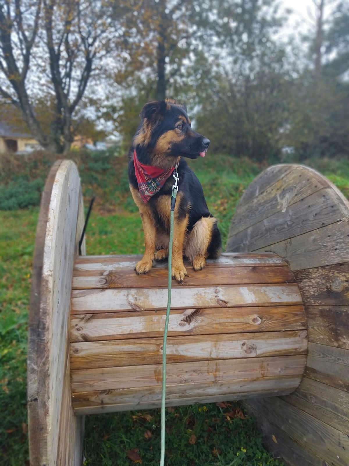 Shelby a rejoint le concours — aidez-le/la à gagner de superbes lots ! dog, bandana, wooden_spool, outdoor, grass, trees, leash, pet, animal, nature, canine, brown, black, sitting, fur, tongue, daylight, park, autumn, cute