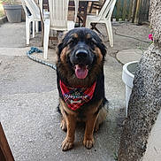 Shelby participe au concours pour gagner de l'argent avec cette photo : dog, bandana, tongue, sitting, outdoor, concrete, plastic_chair, table, smiling, pet, fence, potted_plant, rope_toy, garden, sunlight, happy, canine, animal, backyard, playful