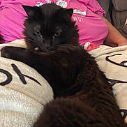 Mr. Fuzzy Pants joined the competition — help win amazing prizes! cat, black_cat, person, pink_shirt, blanket, indoor, relaxing, furniture, couch, fur, pet, resting, cozy, home, comfort, close_up, animal, mammal, face, seated