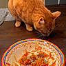 Pumpkin Pie is registered to the contest to win money with this photo: animal, bowl, cat, colorful_bowl, curious, dining_room, feline, food_remnants, home, indoor, meal, meatballs, orange_cat, pet, plate, sniffing, spaghetti, tabby, table, wooden_table