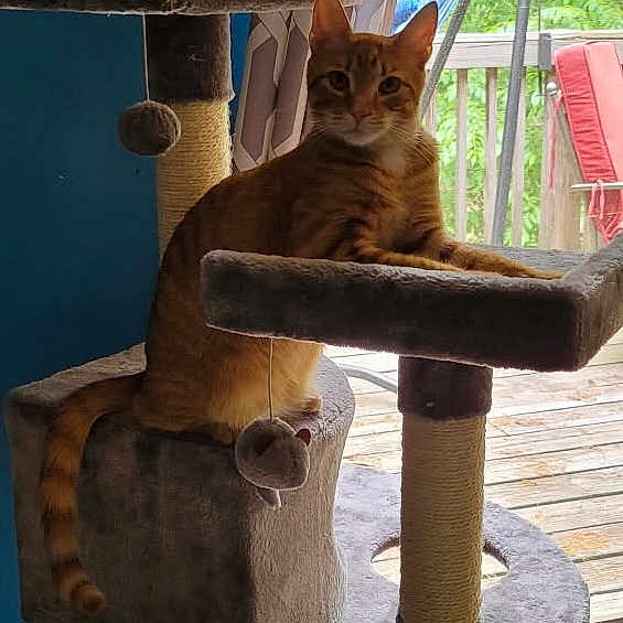 Pumpkin Pie joined the competition — help win amazing prizes! animal, cat, cat_tree, chair, curtain, daylight, domestic_cat, furniture, hammock, home, indoor, orange_fur, orange_tabby, pet, playful, relaxing, rope_toy, sliding_door, window, wood_floor