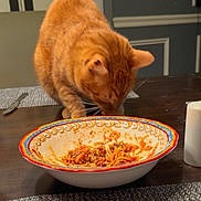 Pumpkin Pie joined the competition — help win amazing prizes! bowl, cat, curiosity, curious, cutlery, dining_room, domestic_animal, feline, food, fur, indoor, mat, meal, orange, orange_tabby, pet, plate, spaghetti, table, whiskers