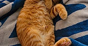 Pumpkin Pie is registered to the contest to win money with this photo: animal, blanket, cat, comfort, cozy, cute, domestic_cat, feline, fur, indoor, nap, orange_tabby, paws, pet, relaxed, resting, sleeping, soft, tail, whiskers