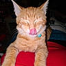 Pumpkin Pie joined the competition — help win amazing prizes! animal, cat, closed_eyes, collar, cozy, cute, cute_pet, domestic_animal, feline, furry, home, indoor, mammal, orange_tabby, pet, red_clothing, relaxed, resting, tongue_out, whiskers