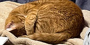Pumpkin joined the competition — help win amazing prizes! cat, ginger_cat, sleeping, curled_up, blanket, soft, fur, pet, cozy, indoor, resting, animal, tail, paw, feline, relaxing, cute, warm, domestic_cat, nap