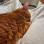 cat, ginger_cat, sleeping, cozy, blanket, indoor, pet, fur, relaxing, home, soft, comfort, animal, feline, resting, closeup, couch, warm, cute, nap