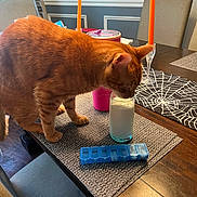 Pumpkin is registered to the contest to win money with this photo: cat, orange_tabby, milk, glass, table, dining_room, pill_organizer, placemat, candle, chair, curious, indoor, furniture, orange_candle, tumbler, wooden_table, pet, animal, home, daylight