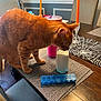 cat, orange_tabby, milk, glass, table, dining_room, pill_organizer, placemat, candle, chair, curious, indoor, furniture, orange_candle, tumbler, wooden_table, pet, animal, home, daylight