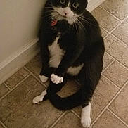 Gizmo is registered to the contest to win money with this photo: aegean_cat, black_cat, cat, cat_like_mammal, domestic_short_haired_cat, european_shorthair, floor, flooring, fur, kitten, small_to_medium_sized_cats, tail, whiskers