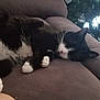 Gizmo joined the competition — help win amazing prizes! carnivoran, cat, cat_like_mammal, dog_breed_group, fur, kitten, mammal, paw, small_to_medium_sized_cats, vertebrate, whiskers