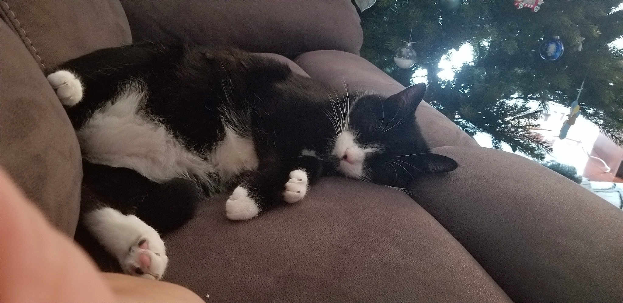 Gizmo