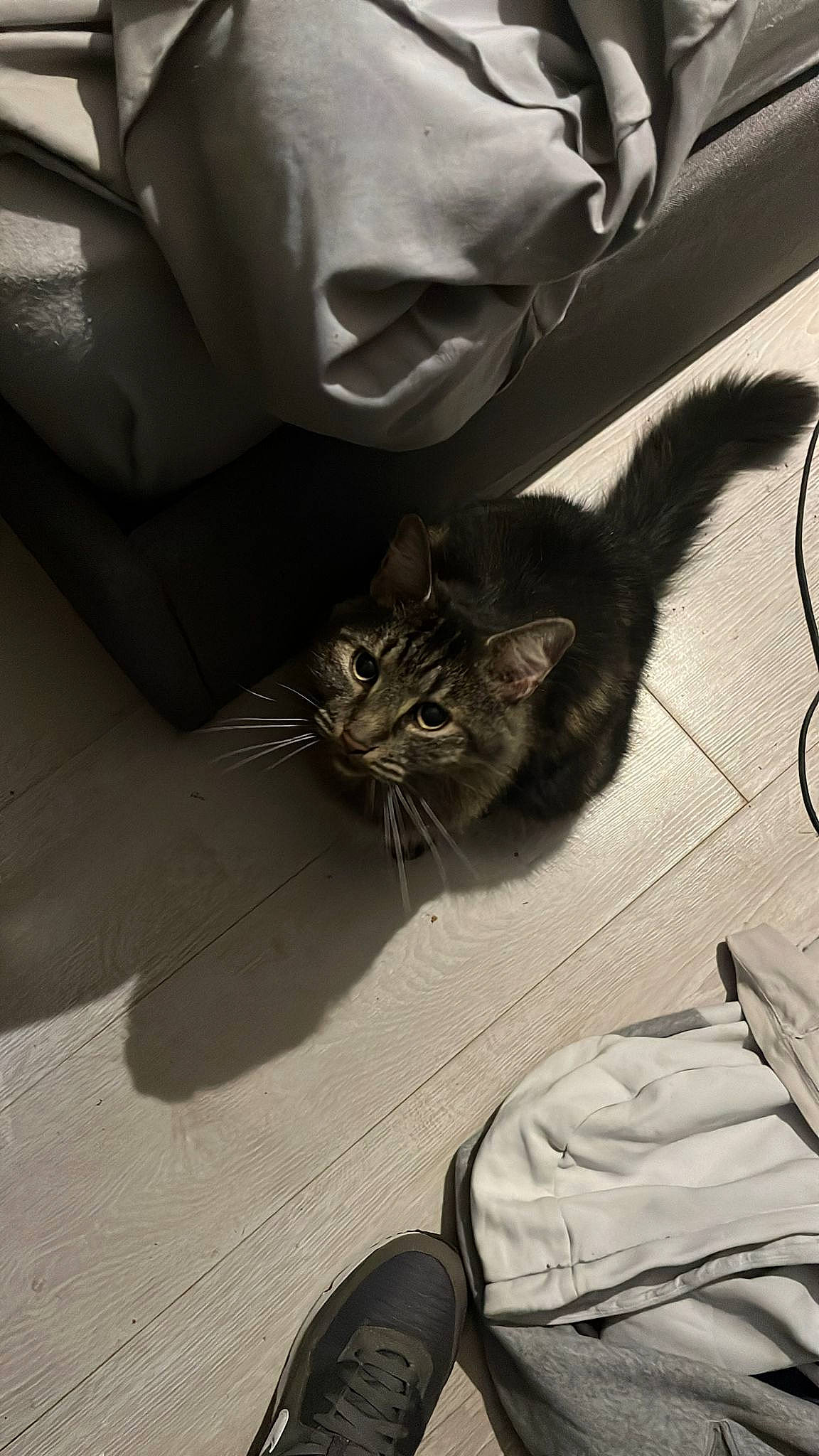 Shadow joined the competition — help win amazing prizes! carnivore, cat, comfort, domestic_short_haired_cat, felidae, floor, flooring, fur, grey, human_leg, monochrome, monochrome_photography, personal_luxury_car, small_to_medium_sized_cats, tail, tints_and_shades, whiskers, white, window, windshield