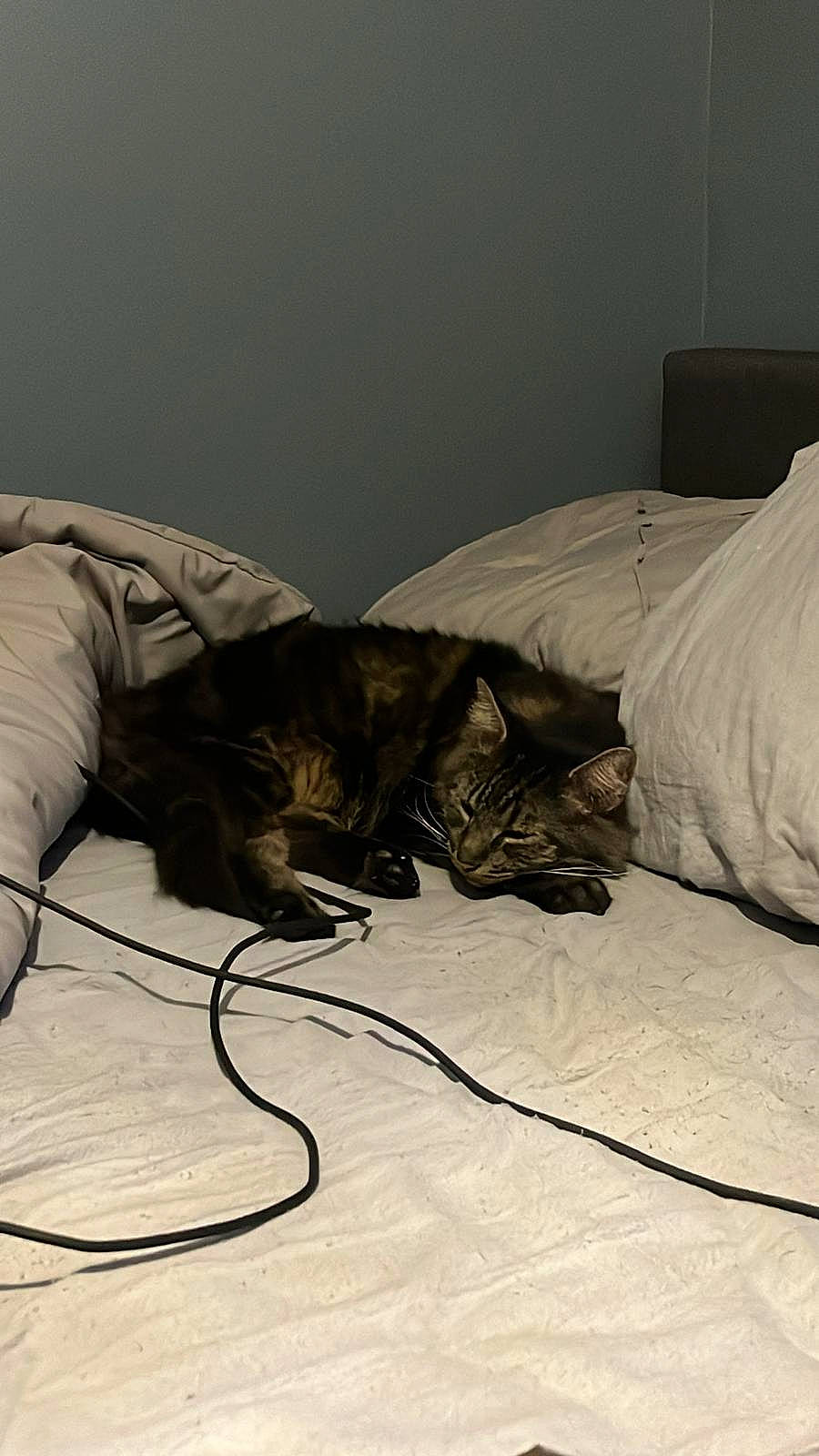 Shadow is registered to the contest to win money with this photo: bed, bedding, carnivore, cat, comfort, domestic_short_haired_cat, felidae, floor, flooring, fur, grey, hardwood, linens, nap, room, sitting, small_to_medium_sized_cats, tail, whiskers, wood