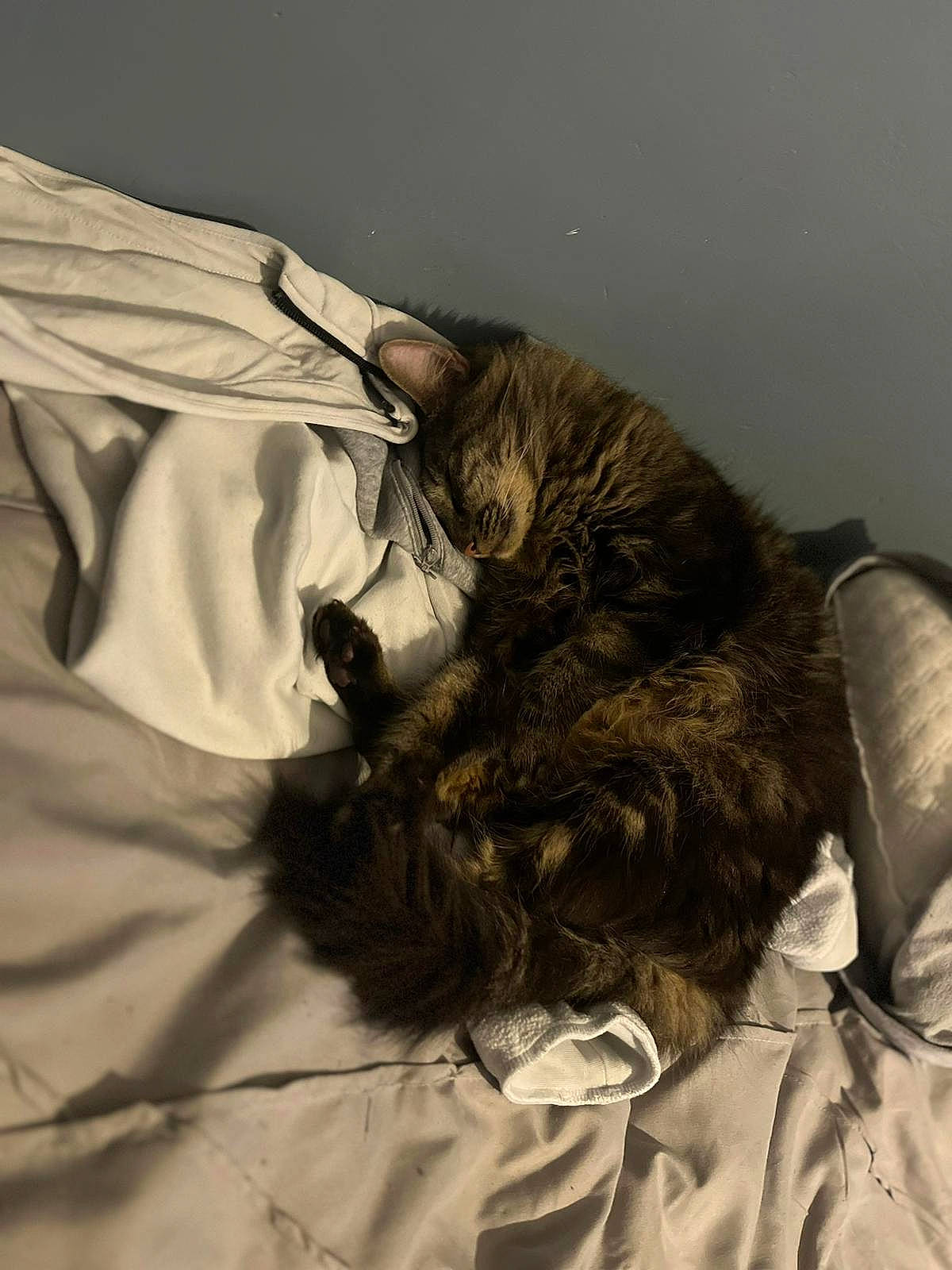 Shadow is registered to the contest to win money with this photo: bed, canidae, carnivore, cat, claw, comfort, companion_dog, dog_breed, felidae, fur, gesture, linens, nap, paw, room, shadow, small_to_medium_sized_cats, tail, tints_and_shades, whiskers