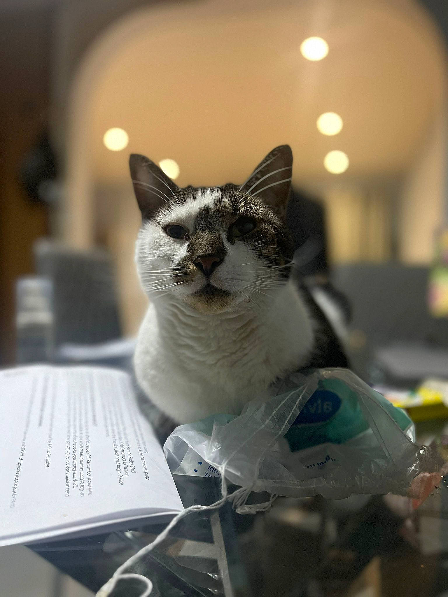 Seth joined the competition — help win amazing prizes! box, carnivore, cat, domestic_short_haired_cat, event, felidae, fur, glass, grey, monochrome_photography, small_to_medium_sized_cats, snout, whiskers