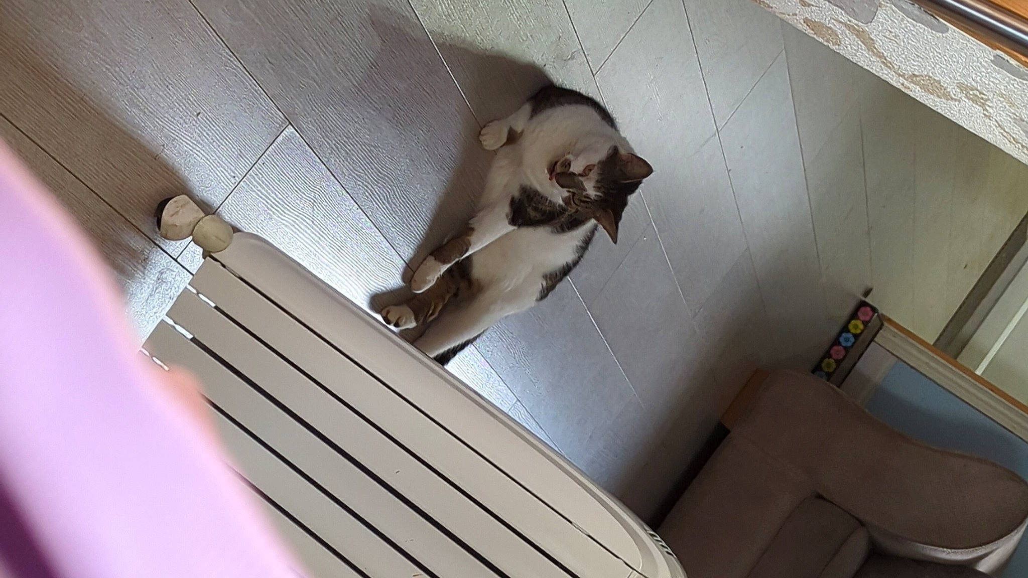 Seth is registered to the contest to win money with this photo: carnivore, cat, ceiling, comfort, domestic_short_haired_cat, fawn, felidae, flooring, hardwood, leg, paw, room, siamese, small_to_medium_sized_cats, stairs, tail, whiskers, window, window_covering, wood