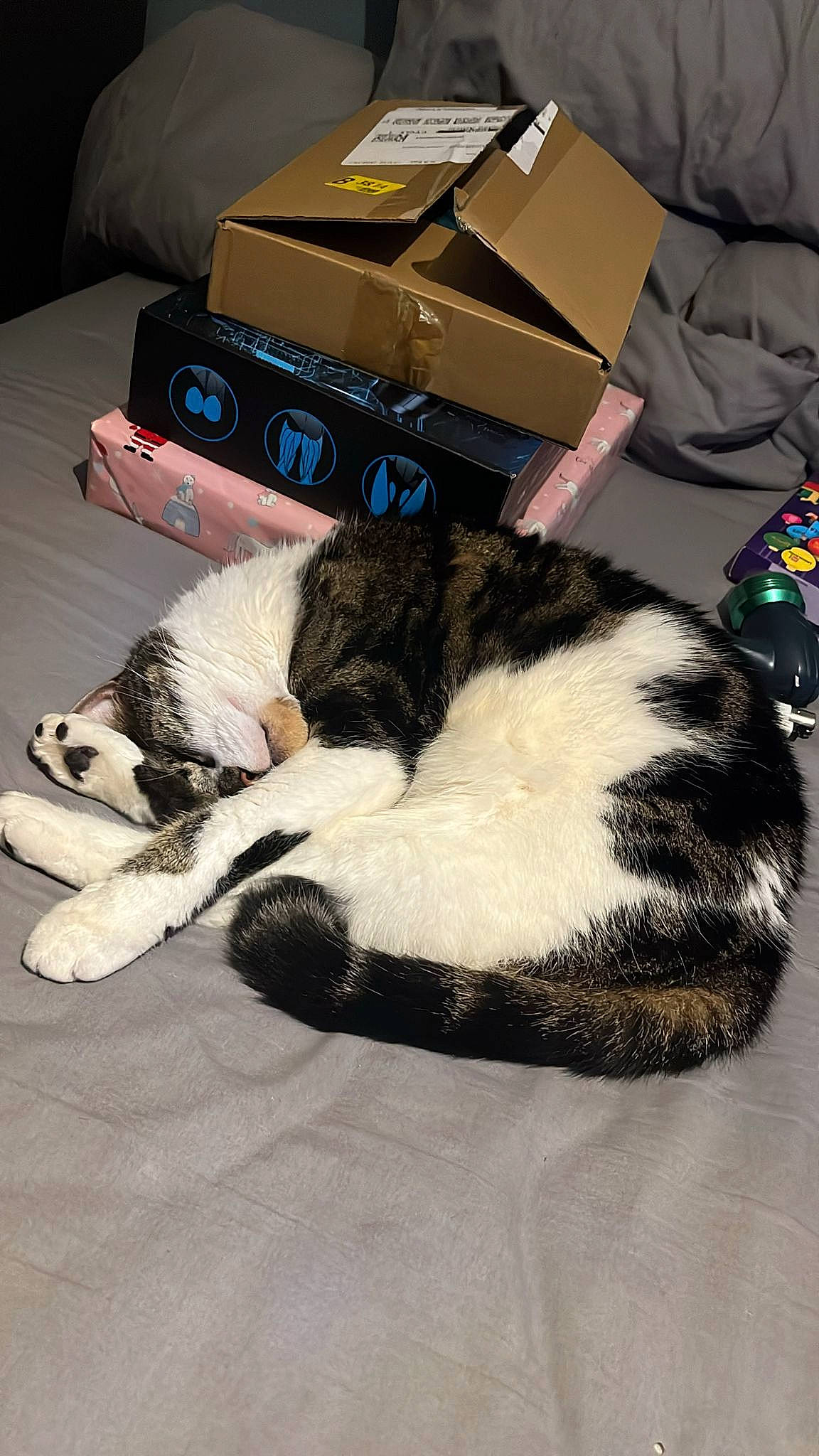 Seth joined the competition — help win amazing prizes! box, cardboard, carnivore, carton, cat, comfort, companion_dog, domestic_short_haired_cat, felidae, fur, lap, linens, package_delivery, packaging_and_labeling, packing_materials, room, shipping_box, small_to_medium_sized_cats, tail, whiskers