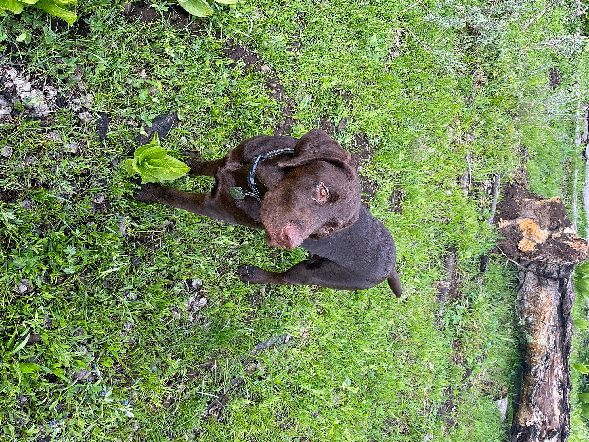 Winchester joined the competition — help win amazing prizes! canidae, carnivore, companion_dog, dog, dog_breed, fawn, grass, groundcover, koala, liver, plant, shrub, snout, sporting_group, tail, terrestrial_animal, tree, trunk, wood, working_animal