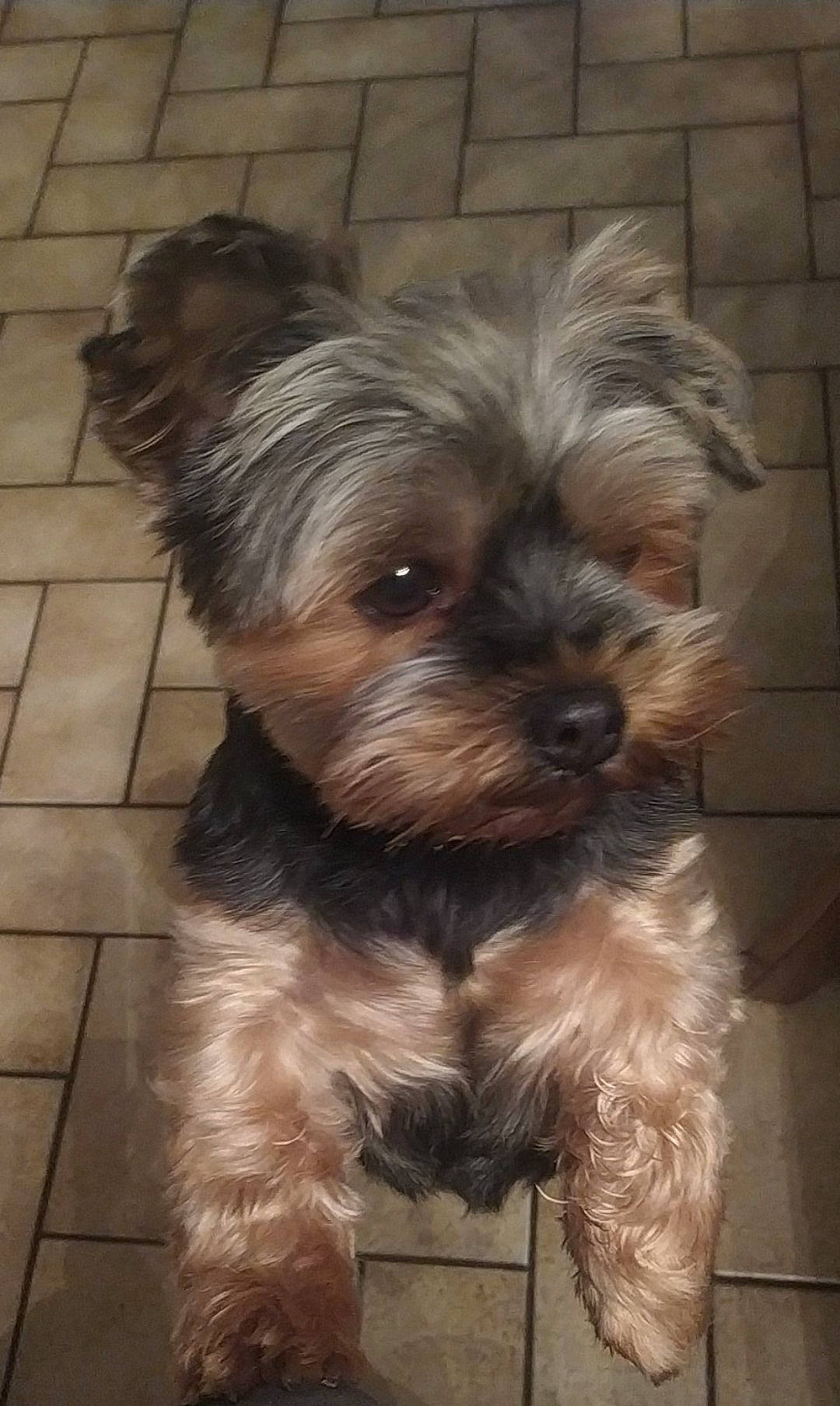 Mila a rejoint le concours — aidez-le/la à gagner de superbes lots ! biewer_terrier, carnivore, companion_dog, dog, dog_breed, dog_supply, fawn, fur, liver, non_sporting_group, puppy_love, small_terrier, snout, sporting_group, terrestrial_animal, terrier, toy_dog, whiskers, working_animal, yorkipoo