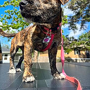 Precious is registered to the contest to win money with this photo: animal, background, brindle, canine, closeup, cute, daylight, dog, fur, harness, house, leash, outdoor, pet, pink, puppy, sunny, tag, tree, young