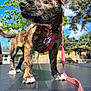 animal, background, brindle, canine, closeup, cute, daylight, dog, fur, harness, house, leash, outdoor, pet, pink, puppy, sunny, tag, tree, young