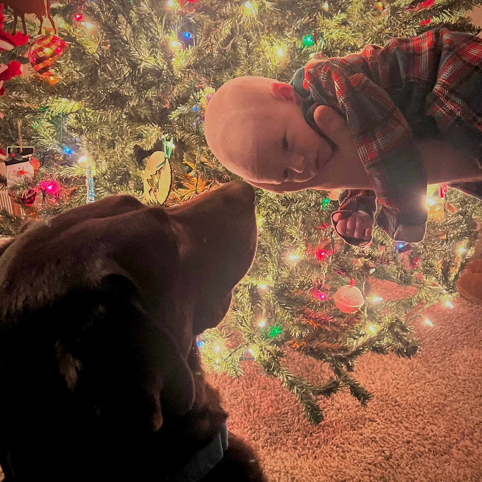 Woodson joined the competition — help win amazing prizes! animal, baby, carpet, child, christmas_tree, cozy, curious, cute, decorations, dog, face, family_moment, festive, holiday_lights, holiday_season, indoor, nose_to_nose, pet, plaid_clothing, warm_lighting