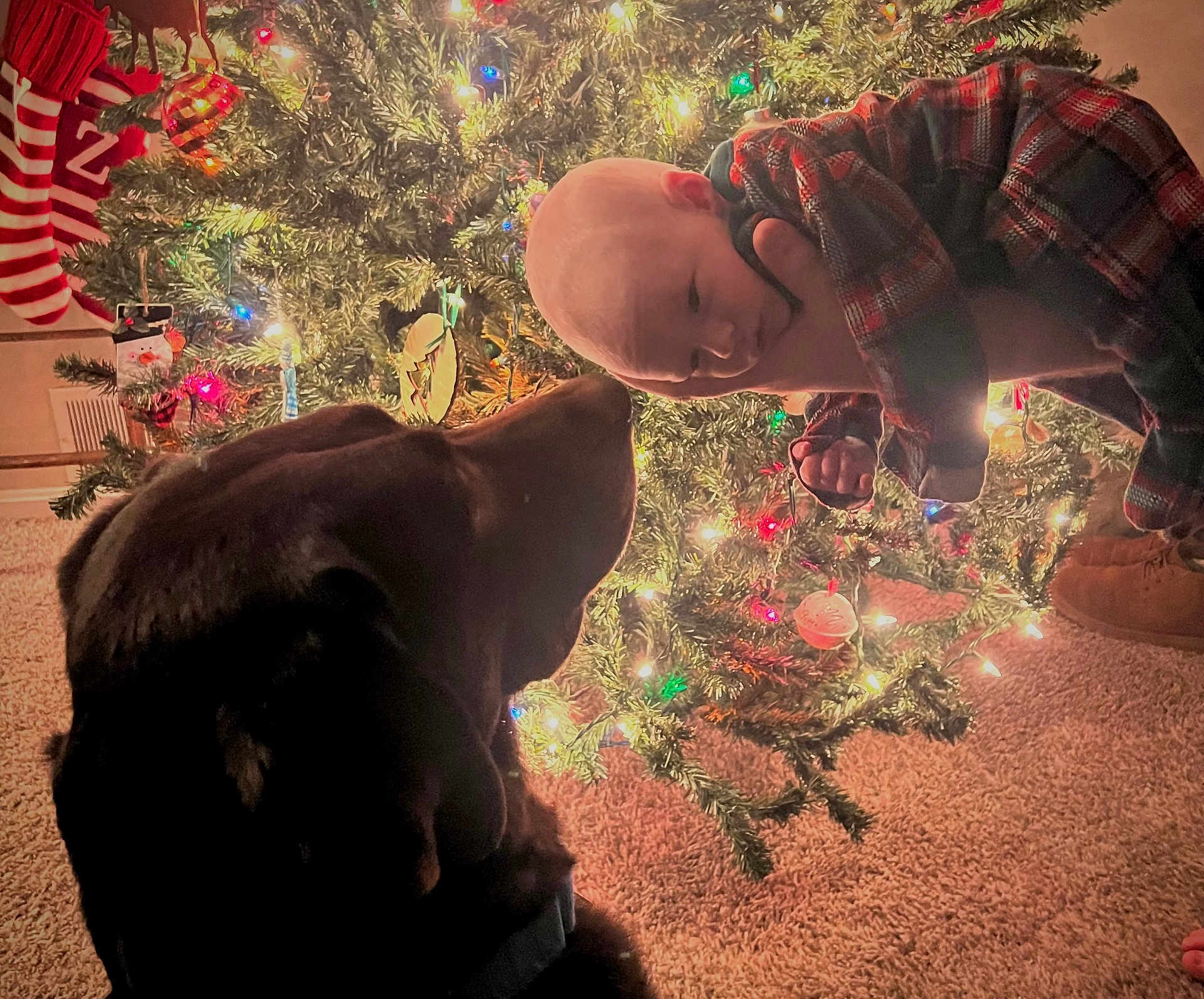 Woodson joined the competition — help win amazing prizes! baby, dog, christmas_tree, holiday_lights, plaid_clothing, carpet, indoor, festive, decorations, face, pet, child, warm_lighting, holiday_season, animal, cute, nose_to_nose, cozy, family_moment, curious